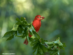 summer tanager