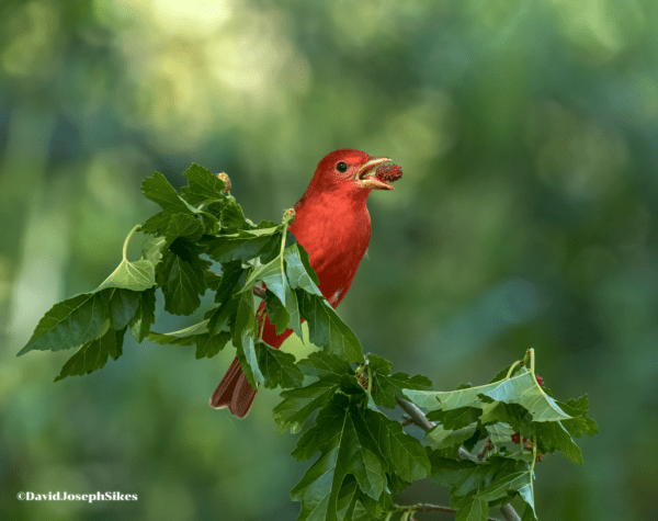 summer tanager