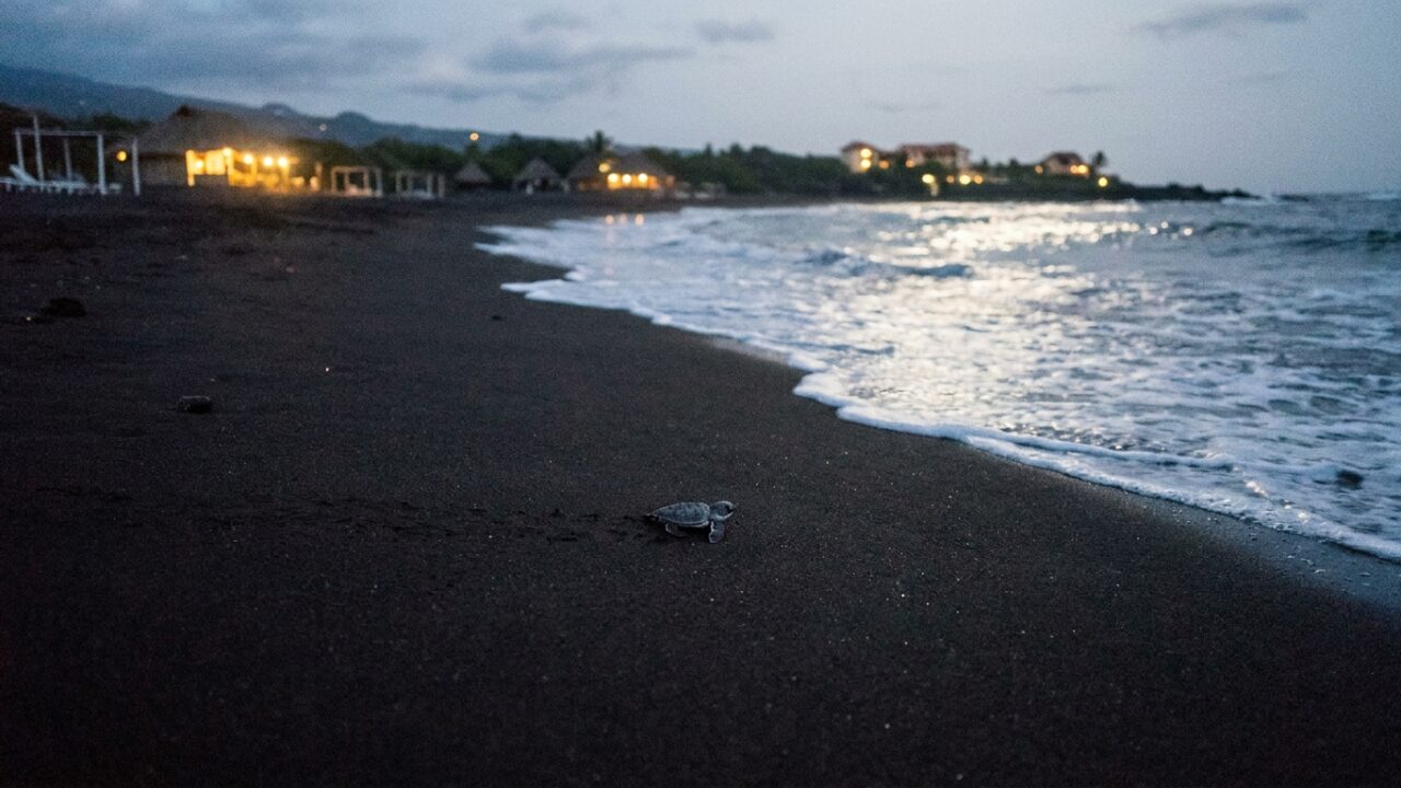 Sea turtle hatchling crossing beach sand at night with ocean and artificial lights visible