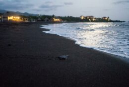 Sea turtle hatchling crossing beach sand at night with ocean and artificial lights visible