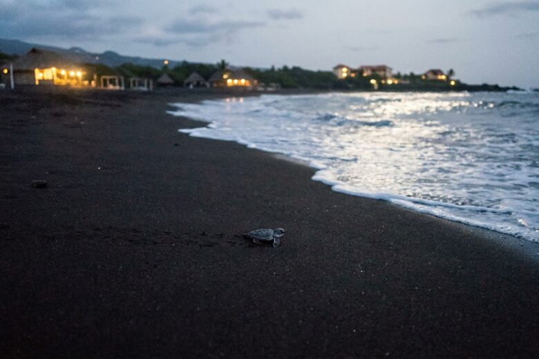 Sea turtle hatchling crossing beach sand at night with ocean and artificial lights visible