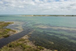 Brackish coastal bay waters showing seagrass beds with barrier island in background