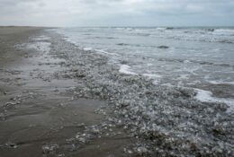 Dense accumulation of sea butterflies washed ashore on Texas beach