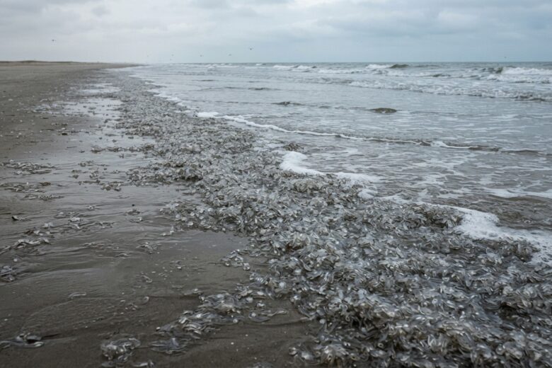 Dense accumulation of sea butterflies washed ashore on Texas beach